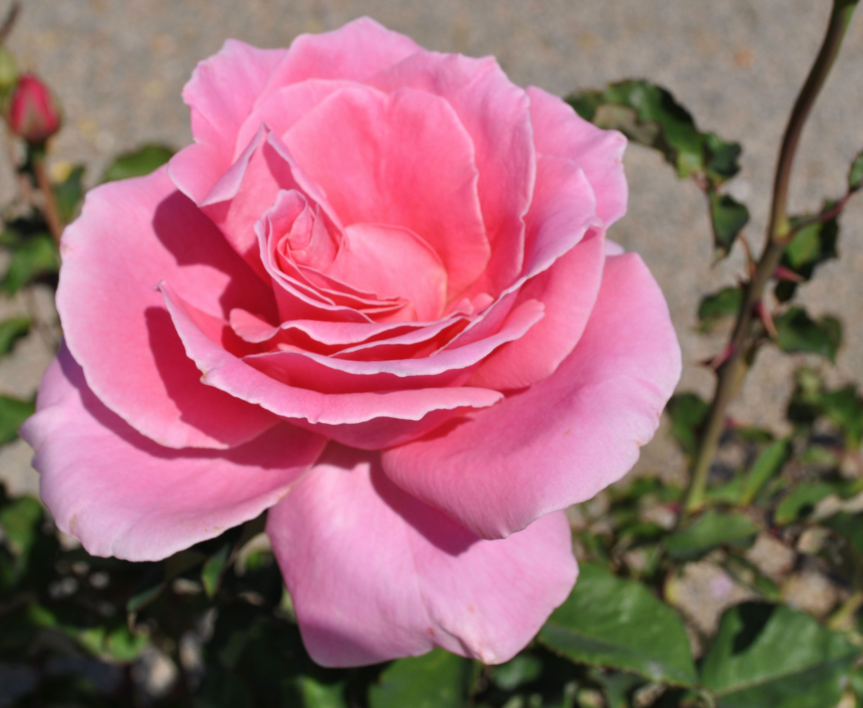 Screensaver , HD Wallpaper & Backgrounds