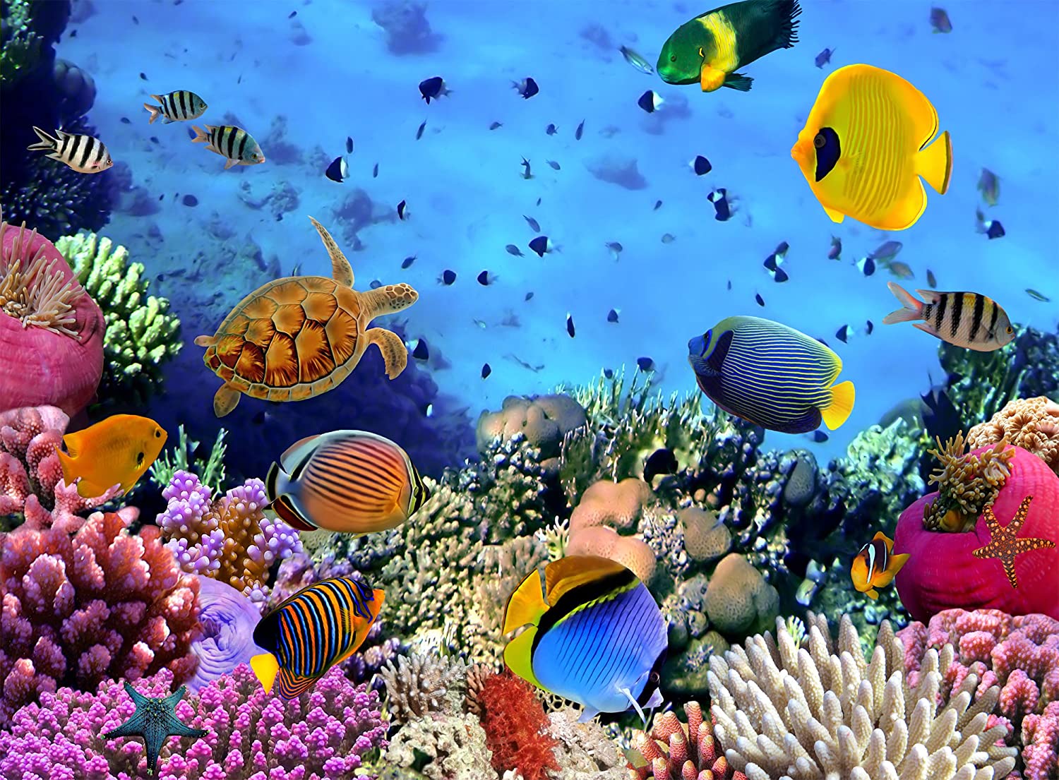 Under The Sea Corals , HD Wallpaper & Backgrounds