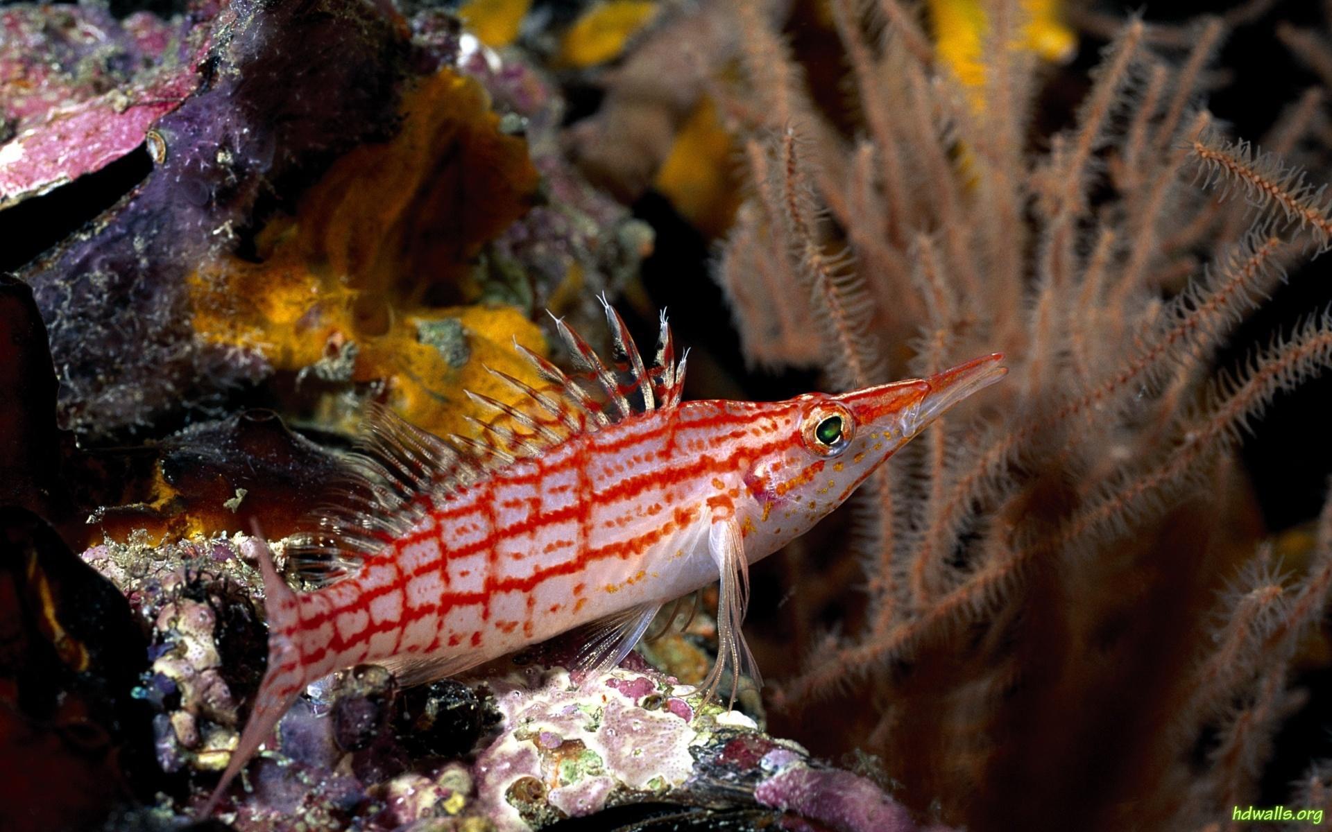Life Under The Sea - Gar Fish , HD Wallpaper & Backgrounds