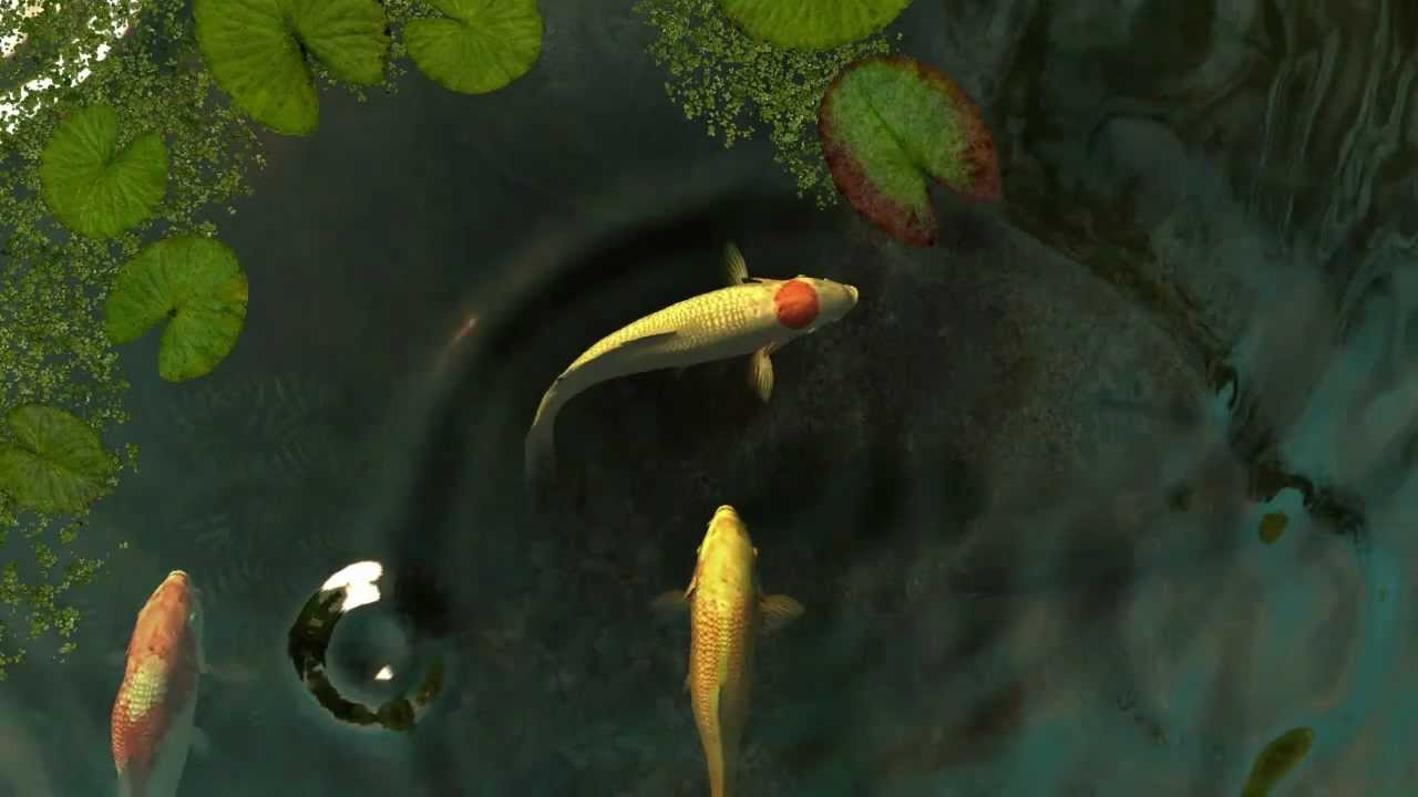 Koi Screensaver , HD Wallpaper & Backgrounds