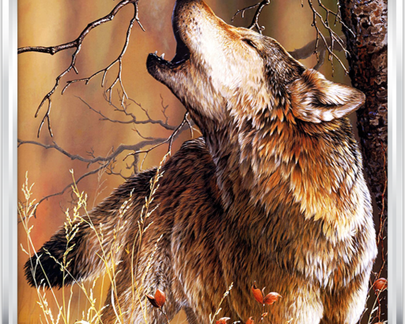 Beautiful Majestic Red Wolf , HD Wallpaper & Backgrounds