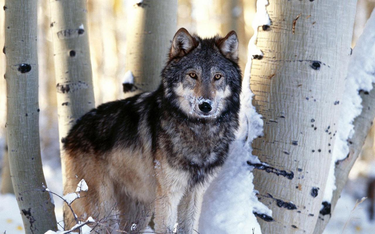 Wolf Live Wallpaper Is A Brand New App For Your Mobile - Wolf Wolves , HD Wallpaper & Backgrounds