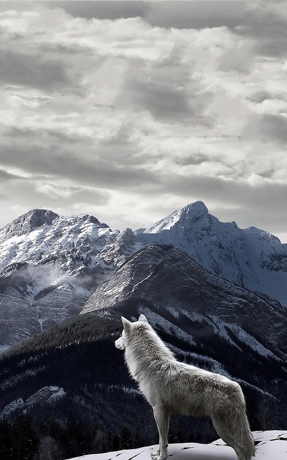 Wolf Live Wallpaper Android Apps On Google Play - Wolf Background For Phones , HD Wallpaper & Backgrounds