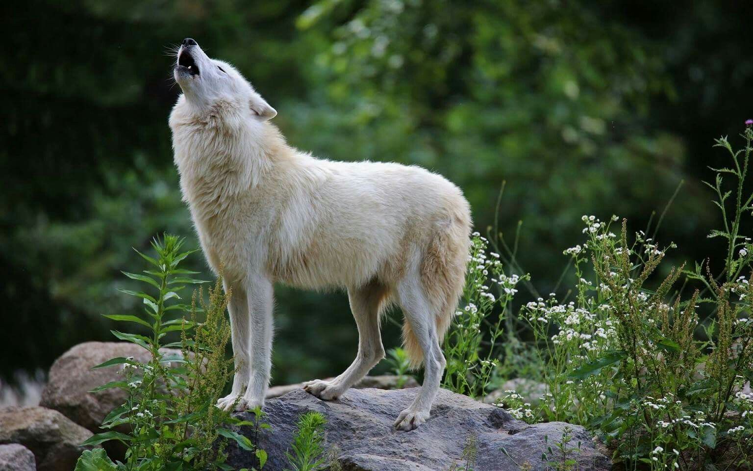 Howling White Wolf , HD Wallpaper & Backgrounds