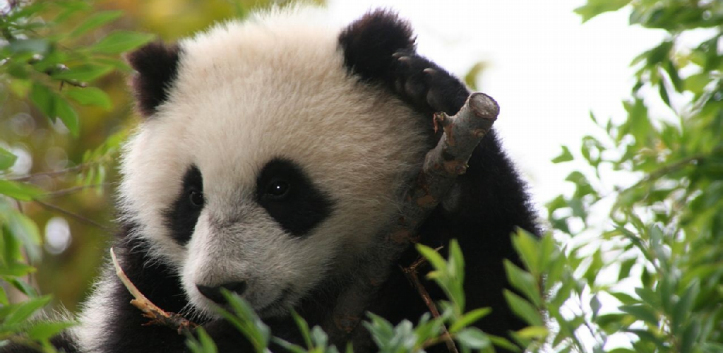 Panda Bear Cubs , HD Wallpaper & Backgrounds