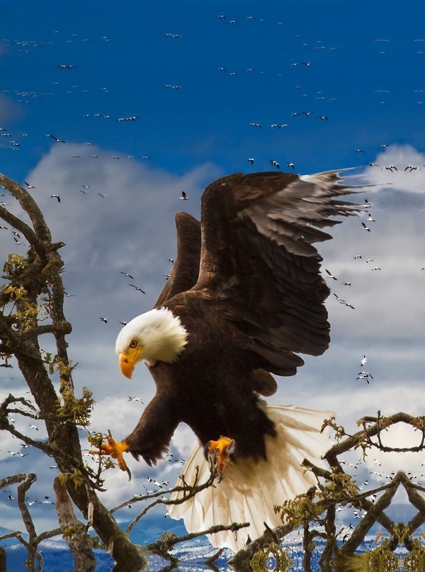 3d Live Wallpaper For Galaxy Y - Bald Eagle , HD Wallpaper & Backgrounds
