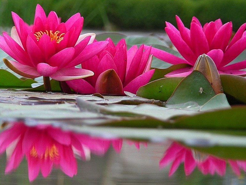 Hot Pink Wallpaper - Facebook Cover Photos Lotus Flower , HD Wallpaper & Backgrounds