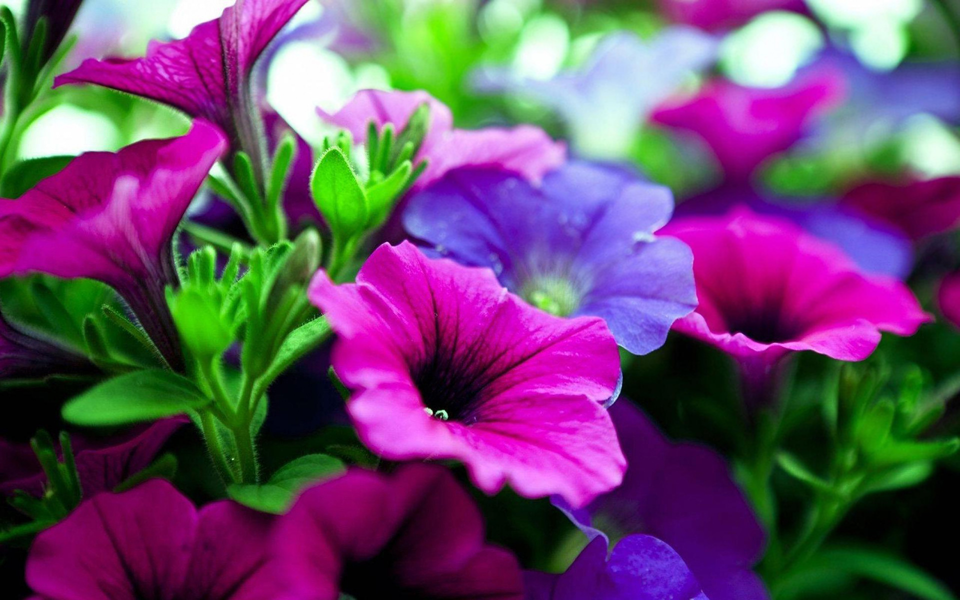 Pink And Purple Flowers Wallpaper - Pink And Purple Flowers Background , HD Wallpaper & Backgrounds