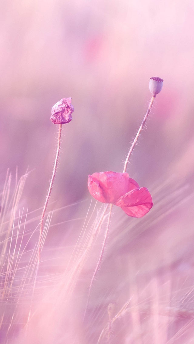 Pink Purple Flower Fields - Iphone Wallpapers Pink Flowers , HD Wallpaper & Backgrounds
