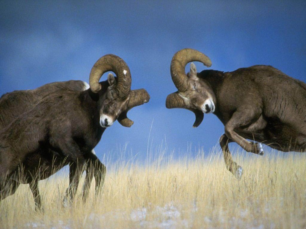 Free Ram Wallpaper Wallpapers And Background - Rams Butting Heads , HD Wallpaper & Backgrounds