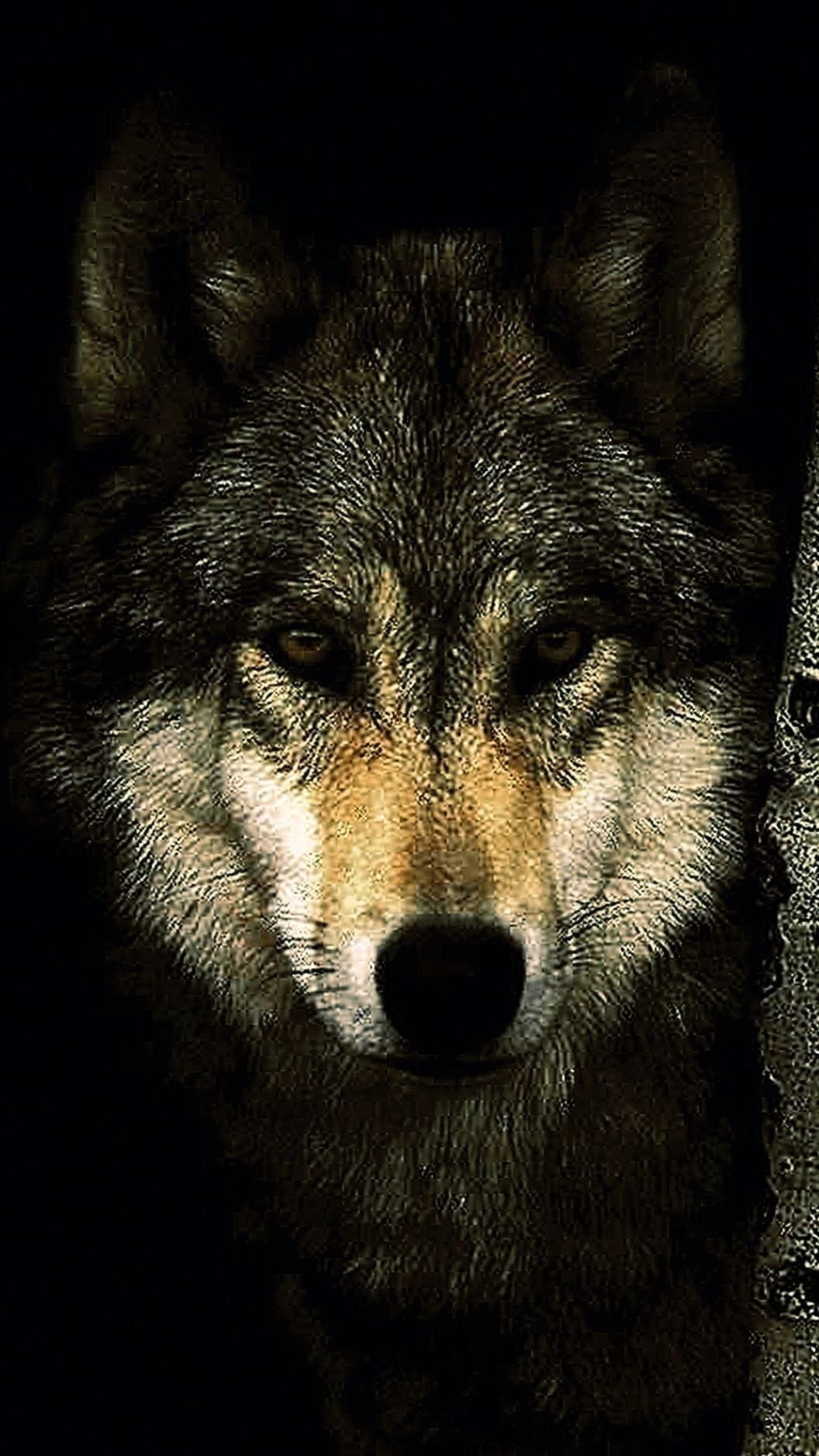 Dark Wolf Hd Wallpapers For Mobile - Wolf Wallpaper Hd For Mobile , HD Wallpaper & Backgrounds
