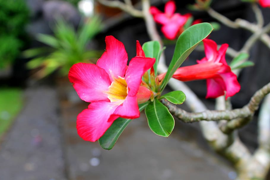Bunga, Merah Muda, Indonesia, Flower, Flora, Beautiful, - Jenis Jenis Bunga Di Indonesia , HD Wallpaper & Backgrounds