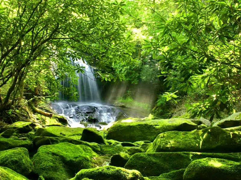 Waterfall Among Greenery Wallpaper , HD Wallpaper & Backgrounds