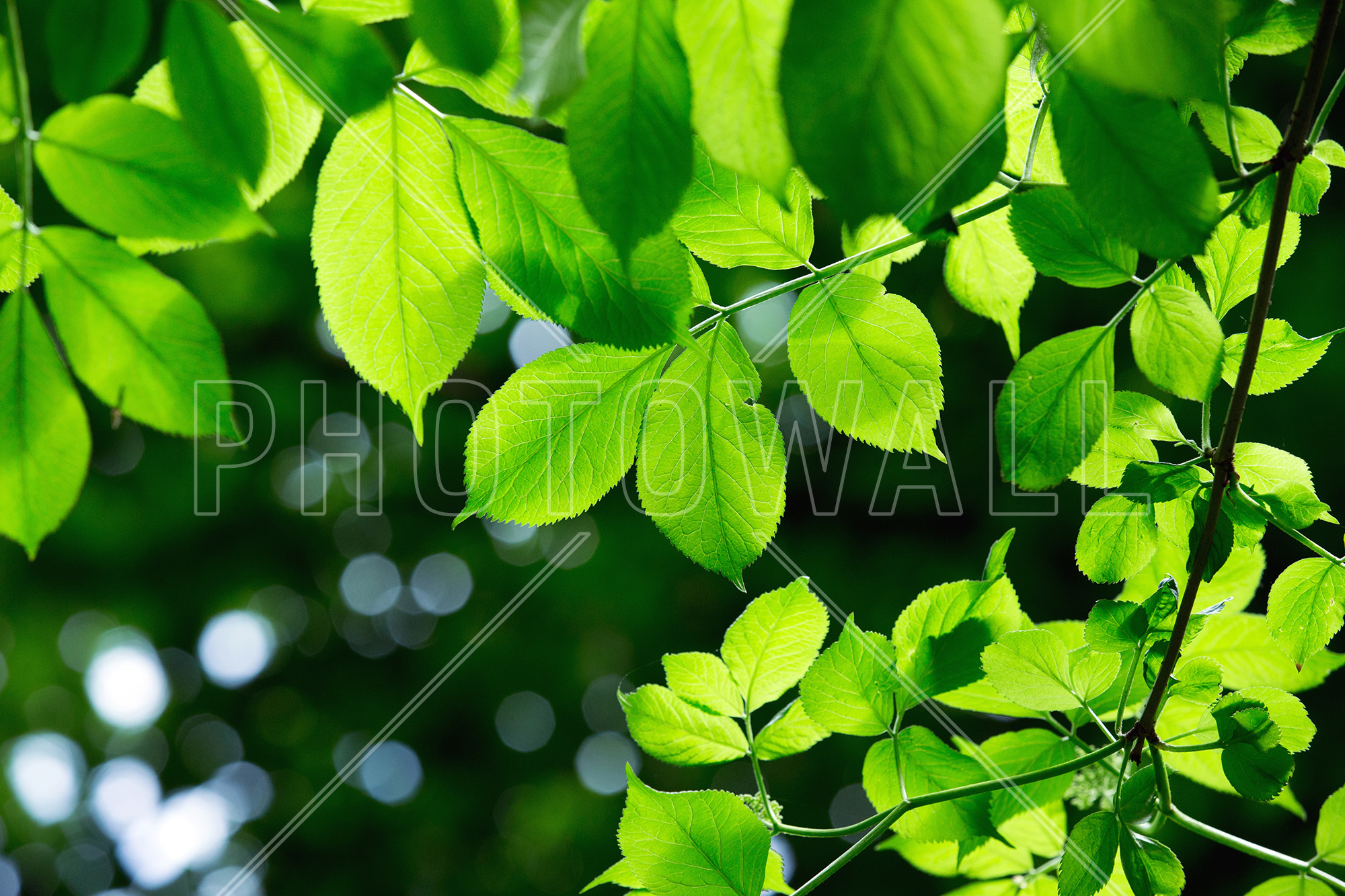 Greenery Leaves Background - Background Leaves And Greenery , HD Wallpaper & Backgrounds