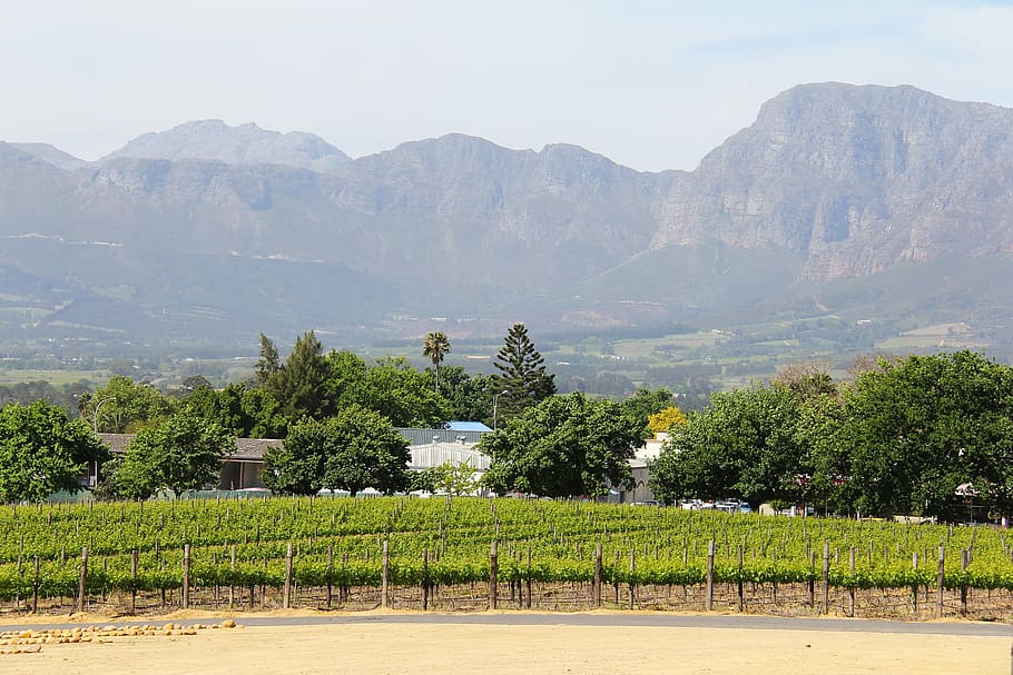 Vineyard, Views, Breathtaking, Beautiful, Amazing, - South Africa , HD Wallpaper & Backgrounds