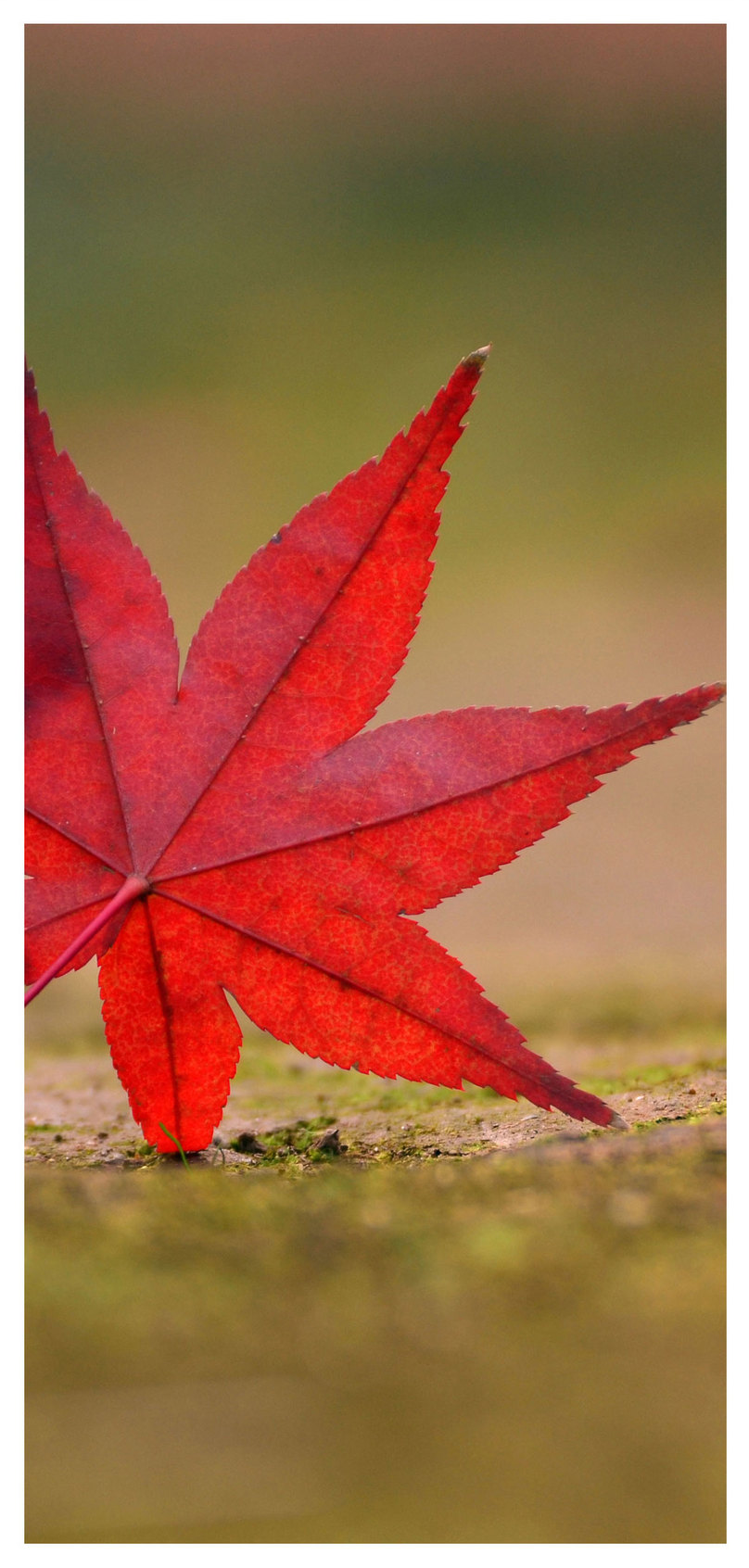 Maple Leaf Mobile Wallpaper - Daun Maple Wallpaper Daun , HD Wallpaper & Backgrounds