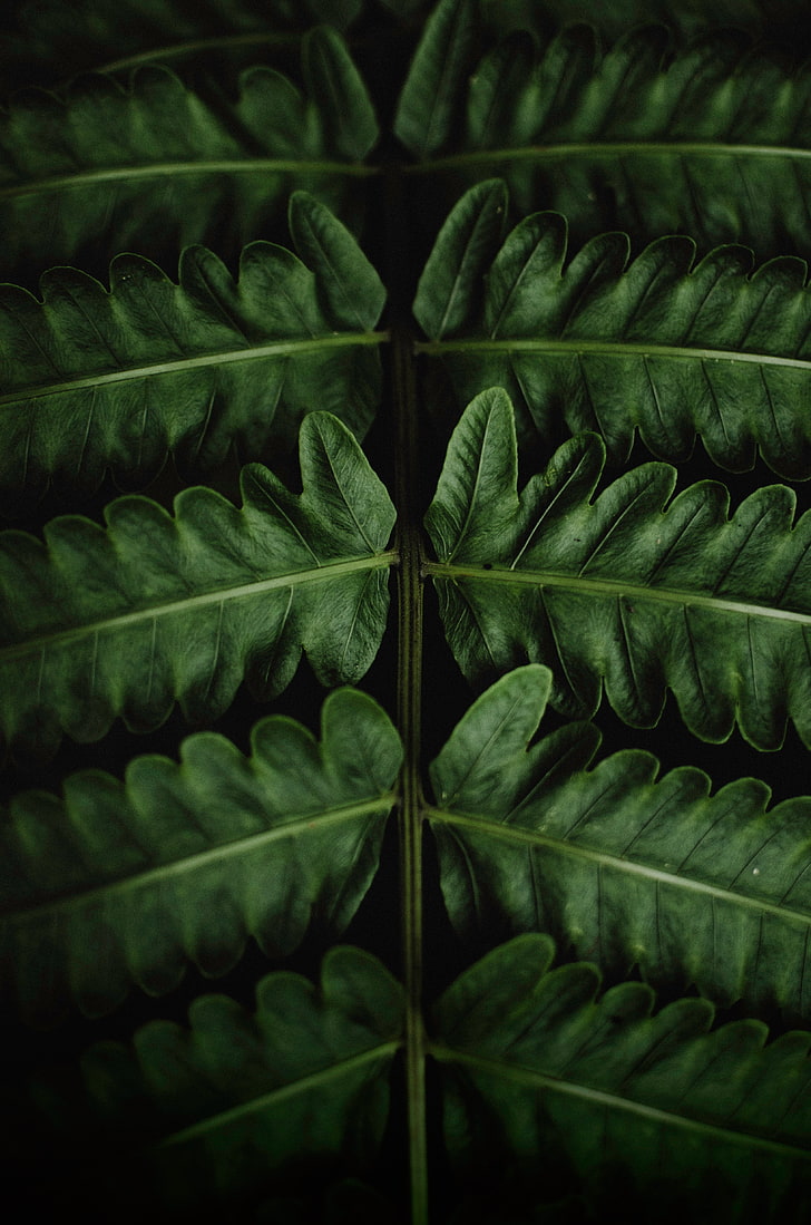 Green Leaf, Fern, Leaves, Green, Close-up, Hd Wallpaper , HD Wallpaper & Backgrounds