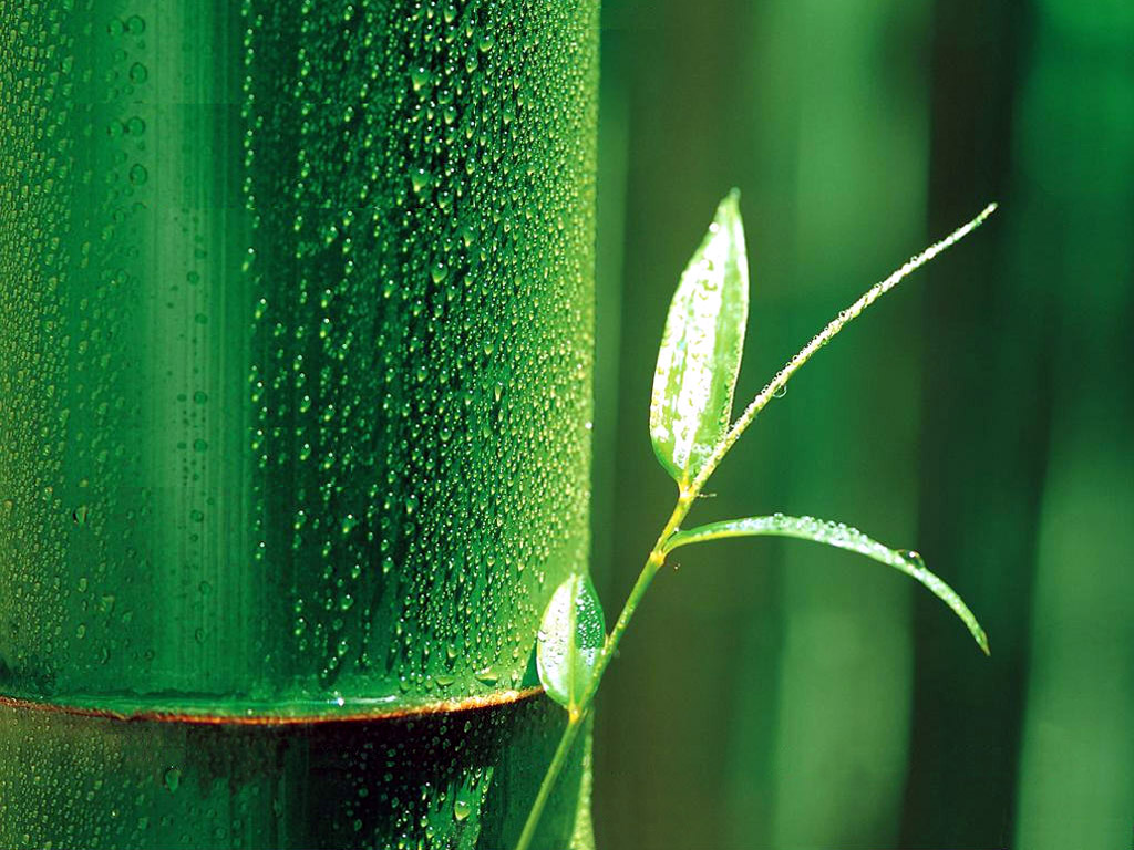 Bamboo Wallpaper Bamboo Leaf Wallpaper Bamboo Wallpaper - Bamboo Hd , HD Wallpaper & Backgrounds