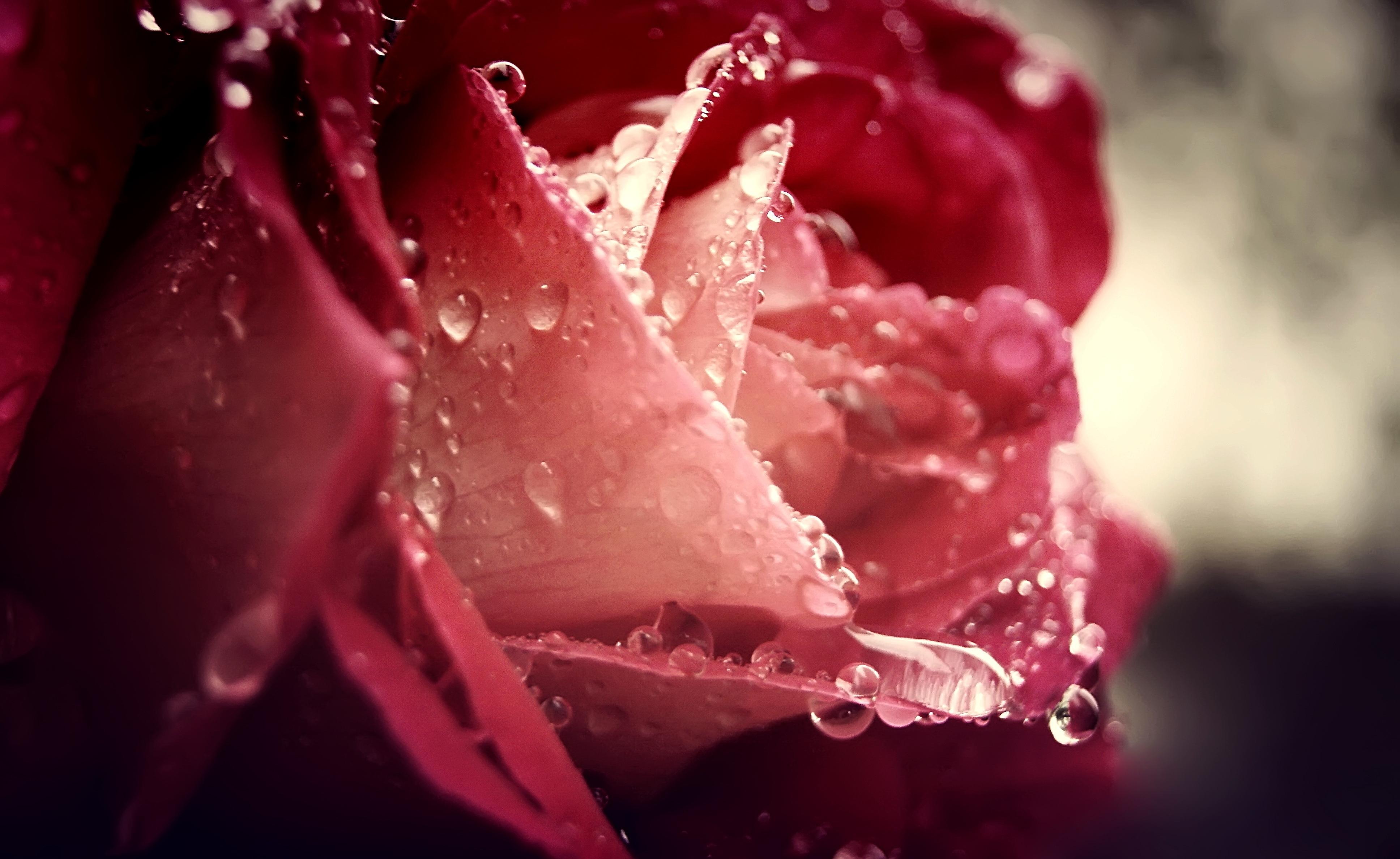 Dew Drops, Flower, Rain - Wet Rose , HD Wallpaper & Backgrounds