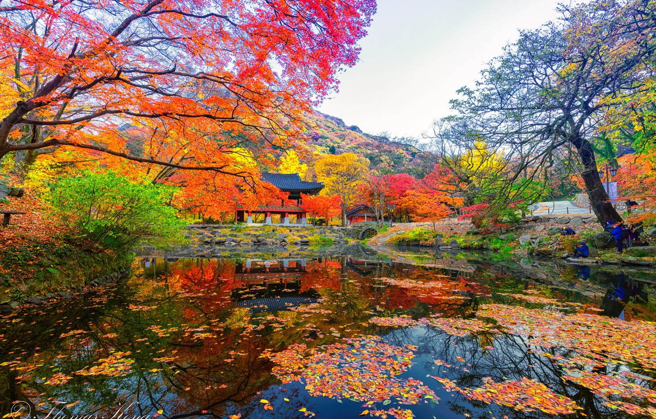 Photo Wallpaper Pond, Gazebo, South Korea, The Colors - Korea Autumn , HD Wallpaper & Backgrounds
