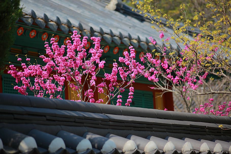 Blooming Pink Flowers, Giwajip, Korean Traditional, - Korea Spring Wallpaper Hd , HD Wallpaper & Backgrounds