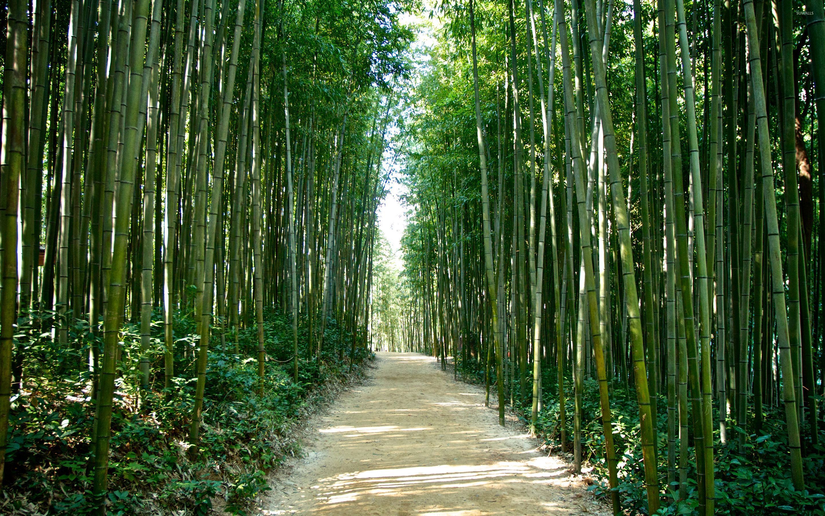 Bamboo Forest Korea , HD Wallpaper & Backgrounds