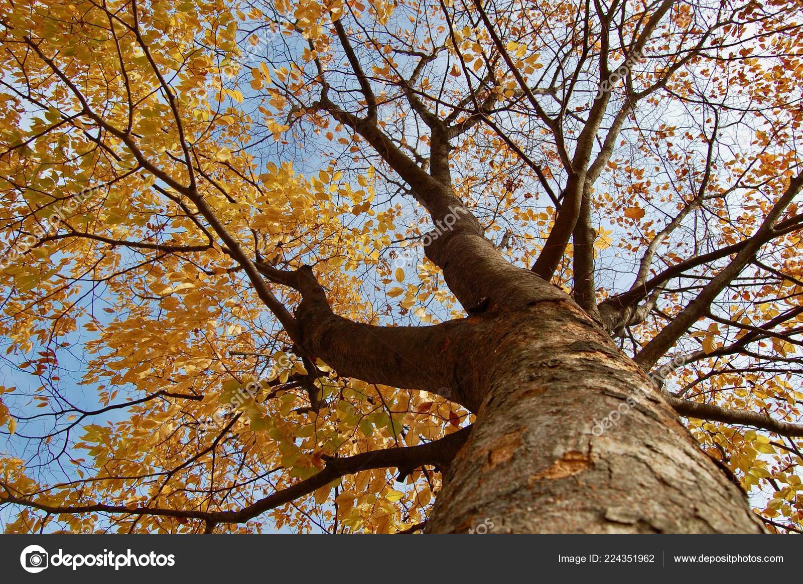 Trunk Crown Zelkova Serrata Autumn Color Tree Wallpaper - Autumn , HD Wallpaper & Backgrounds
