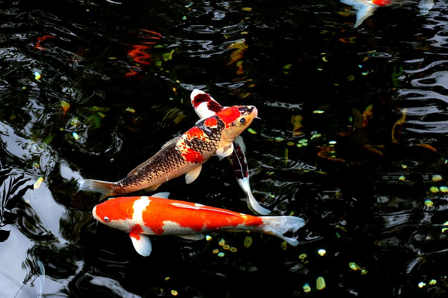 Two Koi Fishes, Water, Japan, Carp, Animal, Freshwater, - Koi Hd , HD Wallpaper & Backgrounds