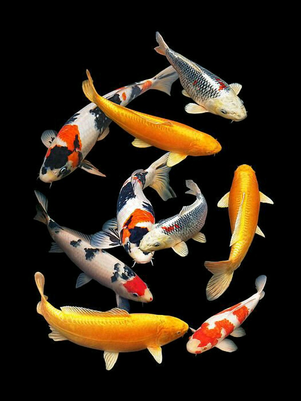 Gill Billington Koi Fish , HD Wallpaper & Backgrounds
