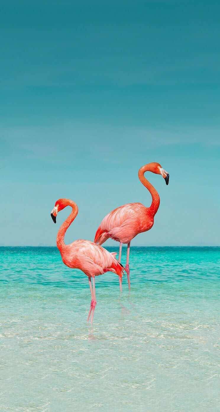 Flamingo Wallpaper Iphone , HD Wallpaper & Backgrounds