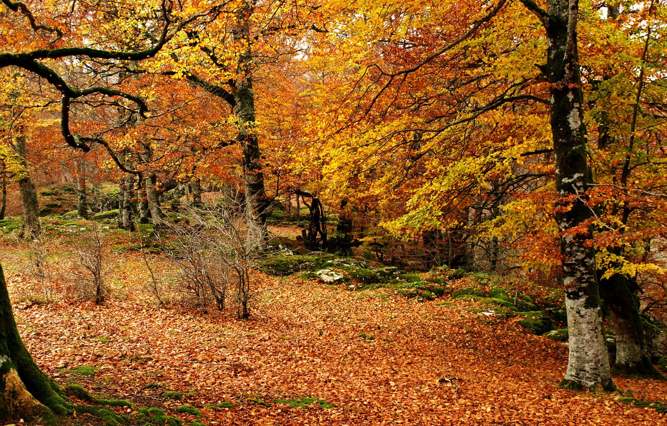 Photo Wallpaper Autumn, Leaves, Trees, Lem - دعای عافیت و سلامتی , HD Wallpaper & Backgrounds