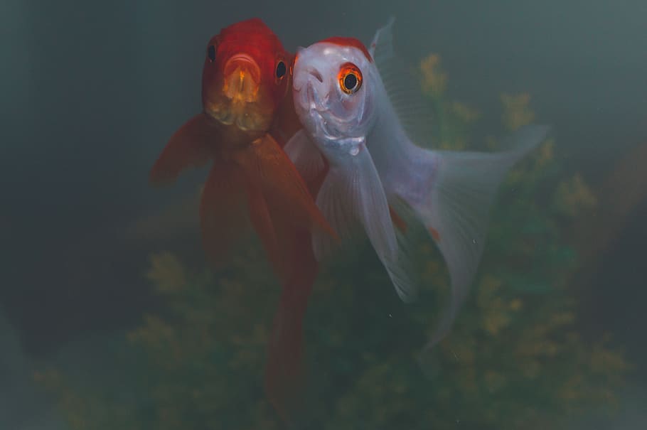 Couple Of Fish , HD Wallpaper & Backgrounds