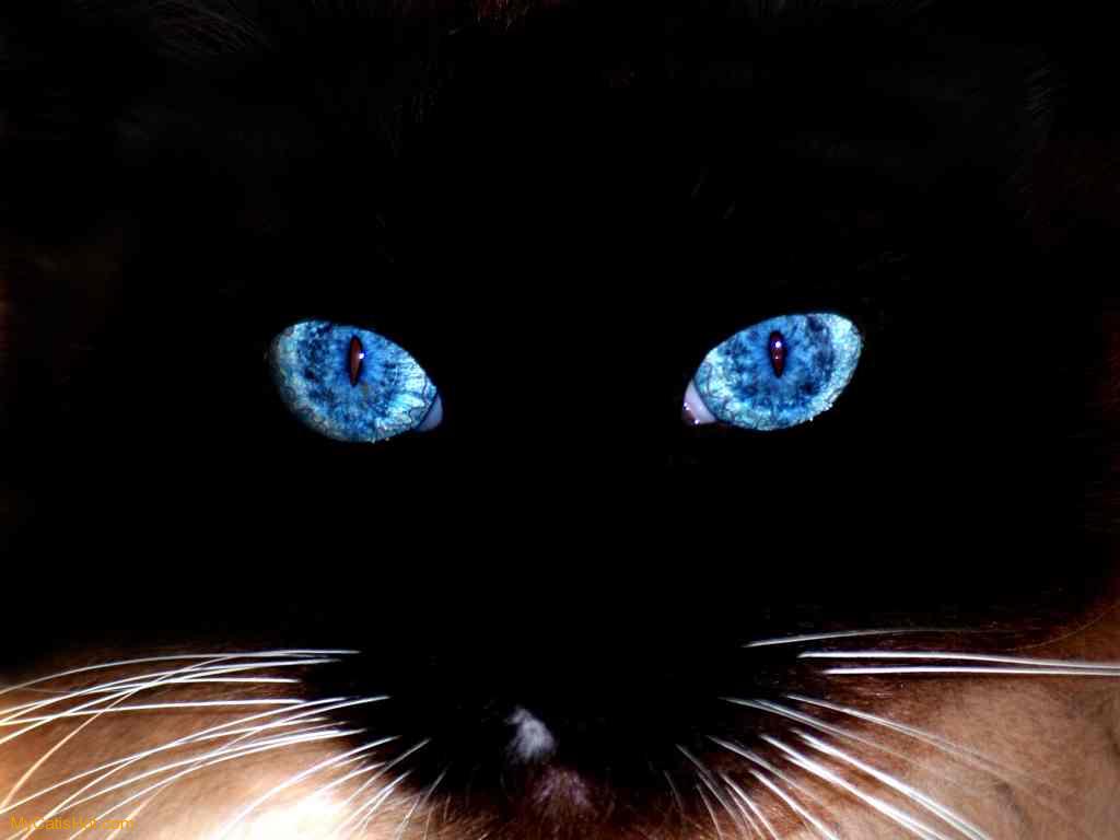 Cat Wallpaper Kucing Angora Persian Black Cute - Ojos Azules En La Oscuridad , HD Wallpaper & Backgrounds
