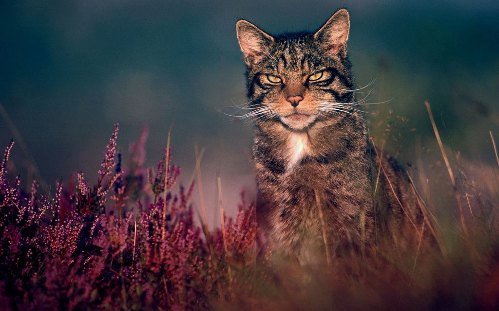 Scottish Wildcat , HD Wallpaper & Backgrounds