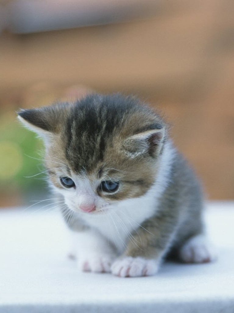  Wallpaper  Kucing  Anak Kucing  Lucu Imut  Gambar  Foto Baby 