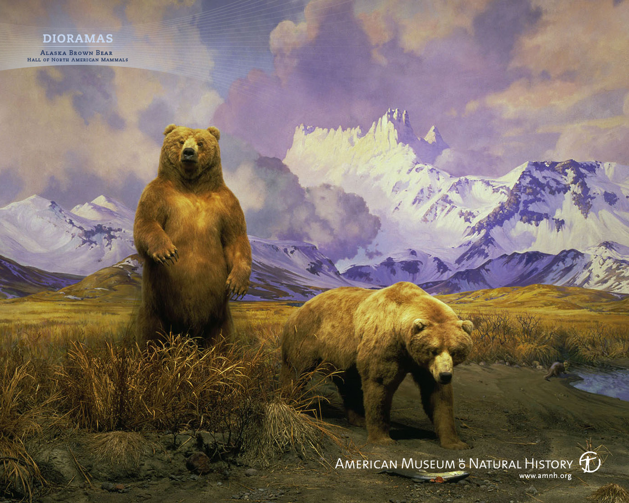 Bear Wallpaper Iphone For Android Boneka Background - Natural History Museum Bear , HD Wallpaper & Backgrounds