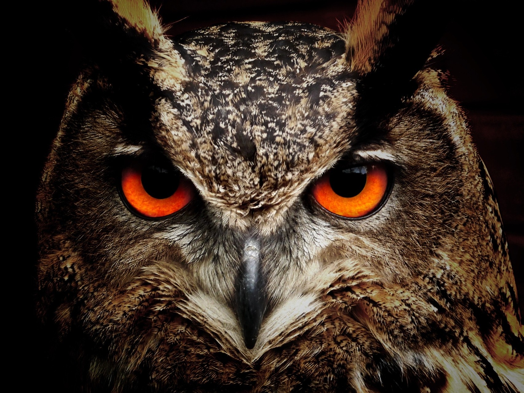 Wallpaper Of Сова, Голова, Взгляд Background & Hd Image - Awesome Owl , HD Wallpaper & Backgrounds