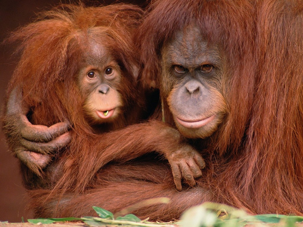 Monkey Father And Son , HD Wallpaper & Backgrounds