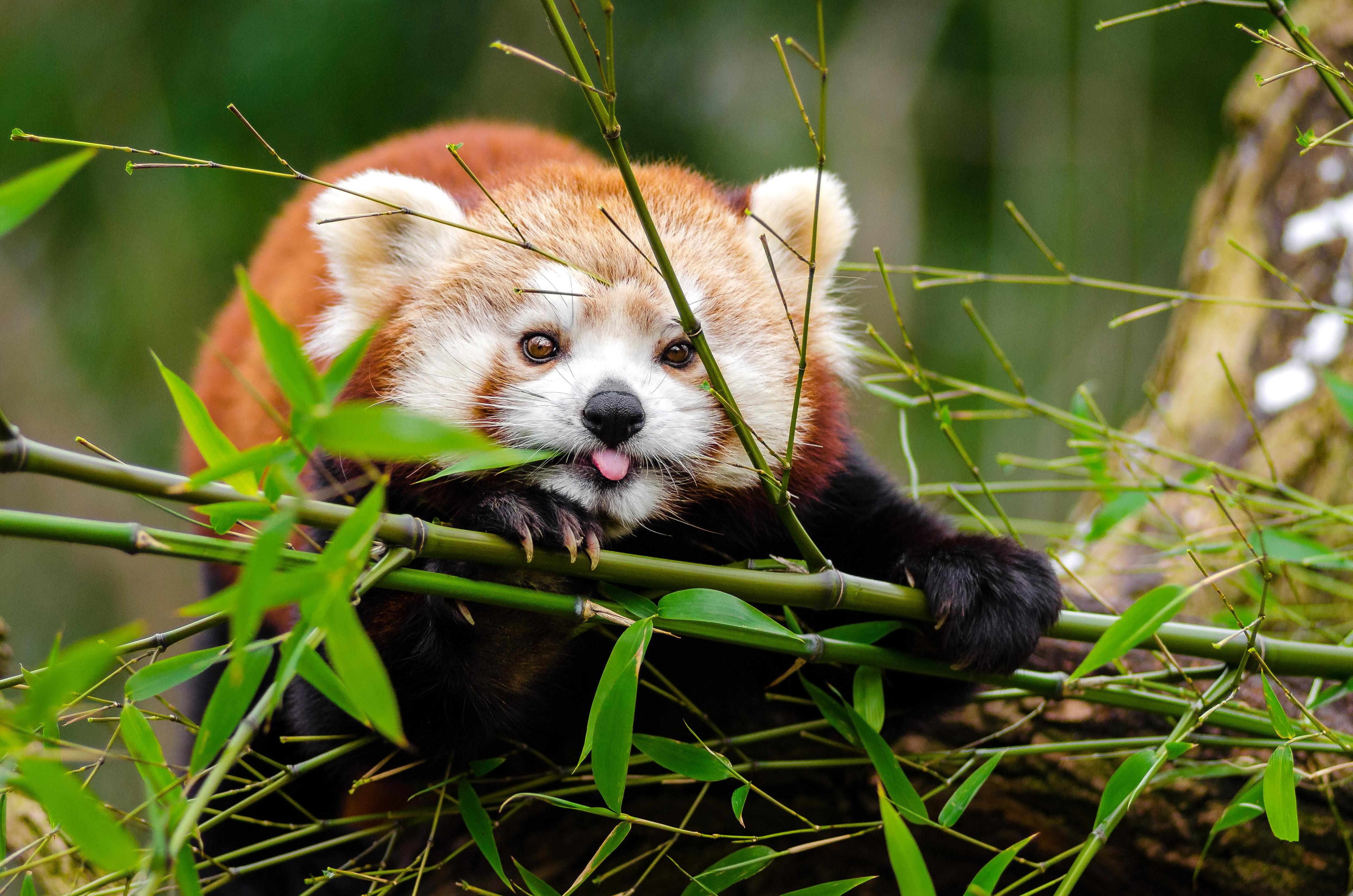 Red Panda, Panda, Protruding Tongue, Cute, Funny, Bamboo, - Red Pandas Eating Bamboo , HD Wallpaper & Backgrounds