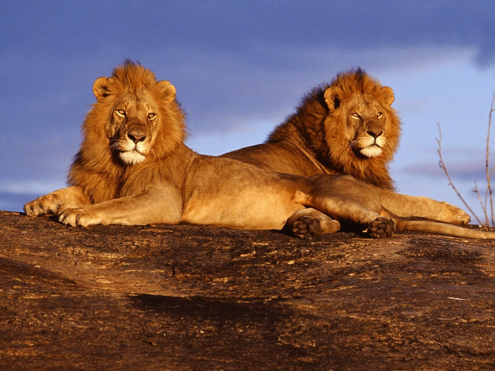 African Lions , HD Wallpaper & Backgrounds