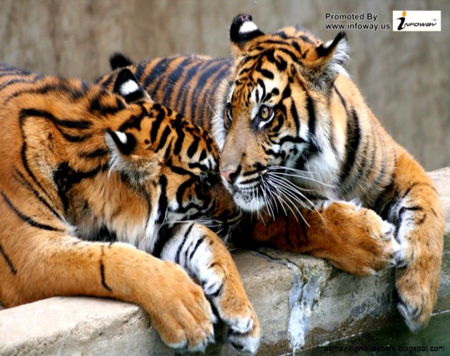 Bengali Tiger Wallpaper Photo 62 Of , HD Wallpaper & Backgrounds