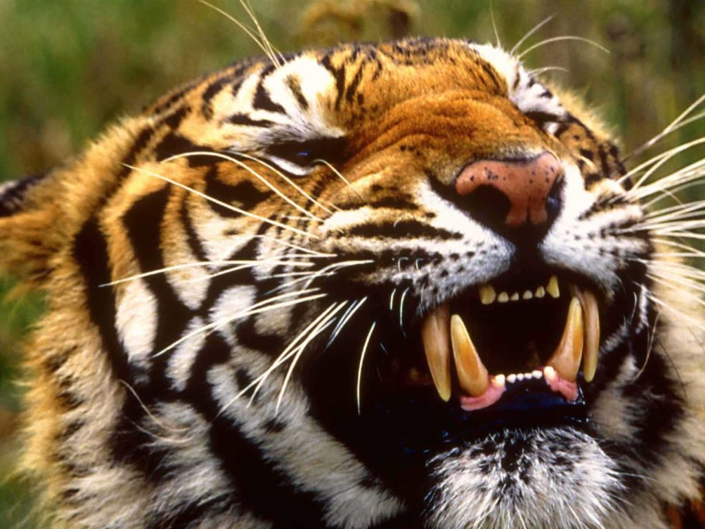 Desktop 3d Tiger Wallpaper - Tiger With Gold Teeth , HD Wallpaper & Backgrounds