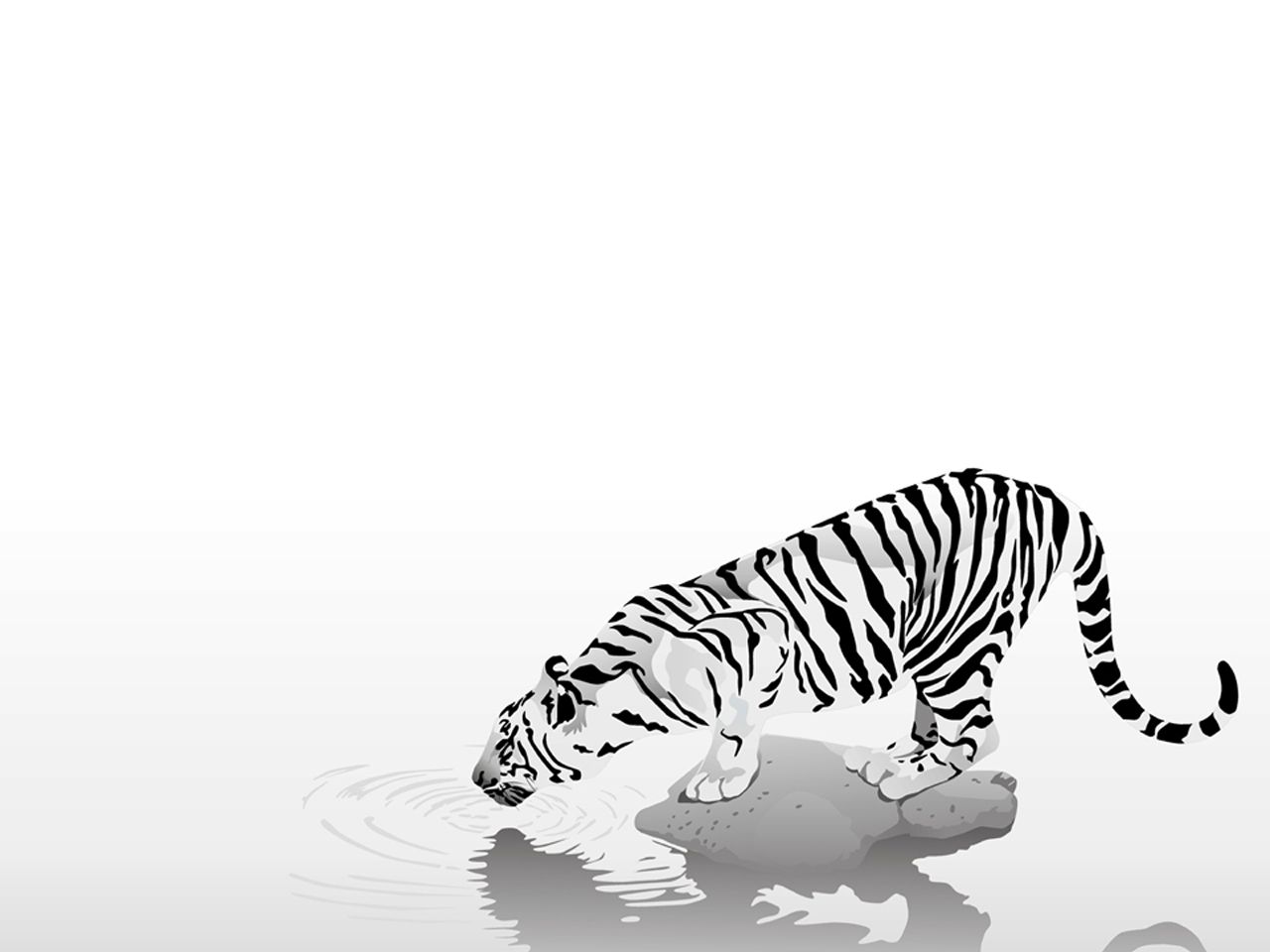 Download High Quality Tiger Watering 3d Animals Wallpaper - Minimalist Tiger , HD Wallpaper & Backgrounds