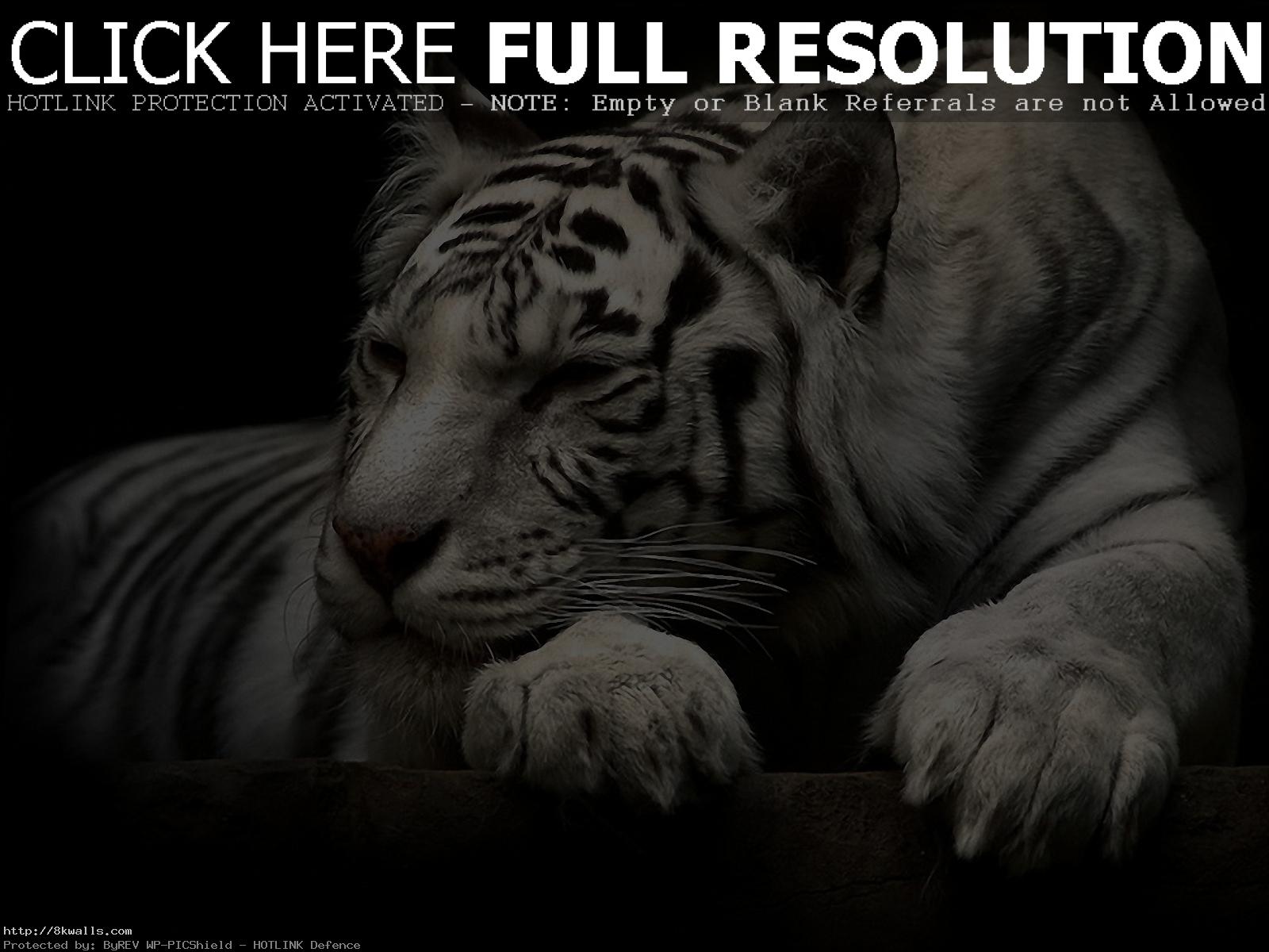Tiger Wallpaper 3d - Rocking Quotes About Friends , HD Wallpaper & Backgrounds