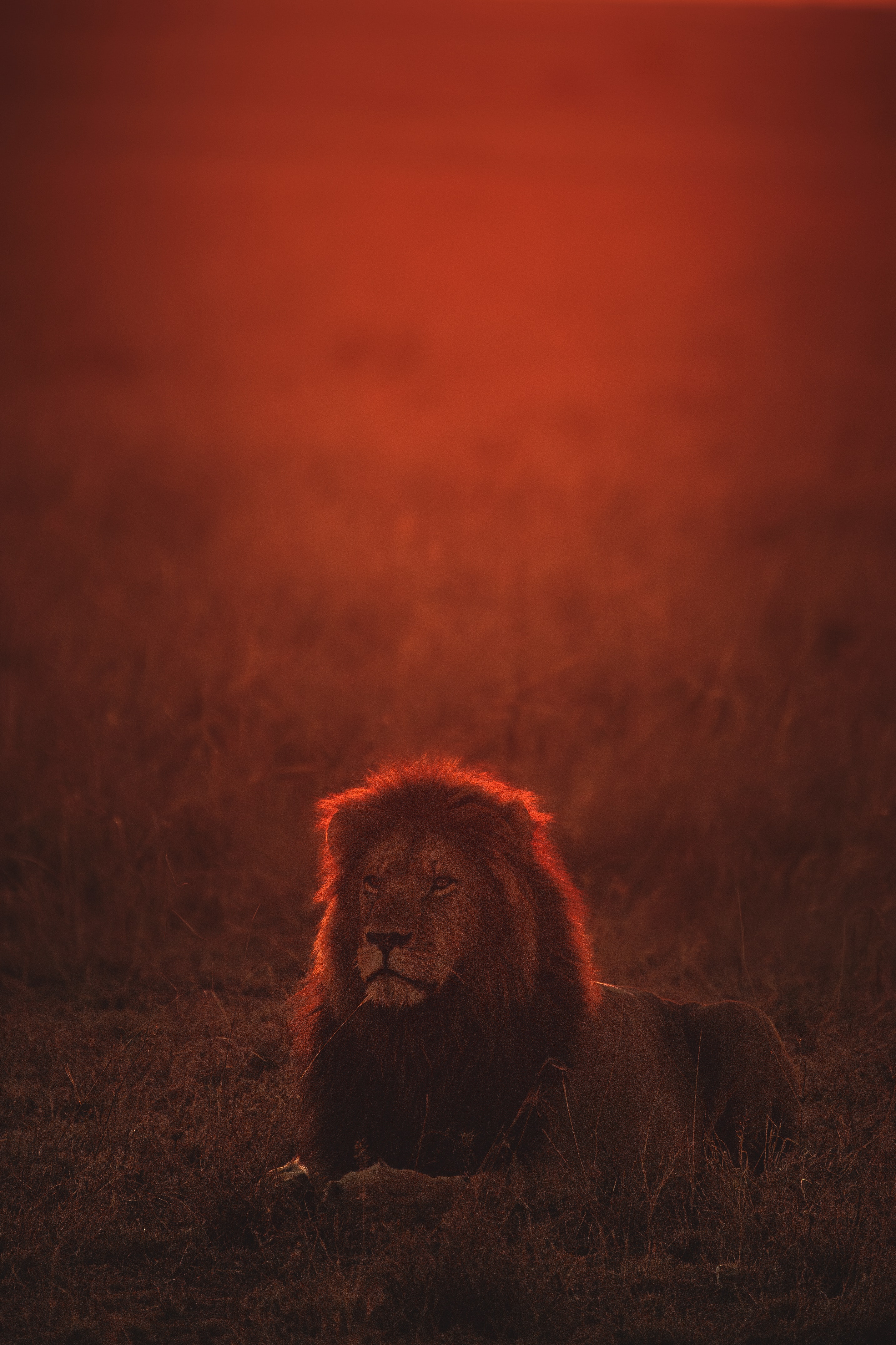 Red Lion Aesthetic , HD Wallpaper & Backgrounds