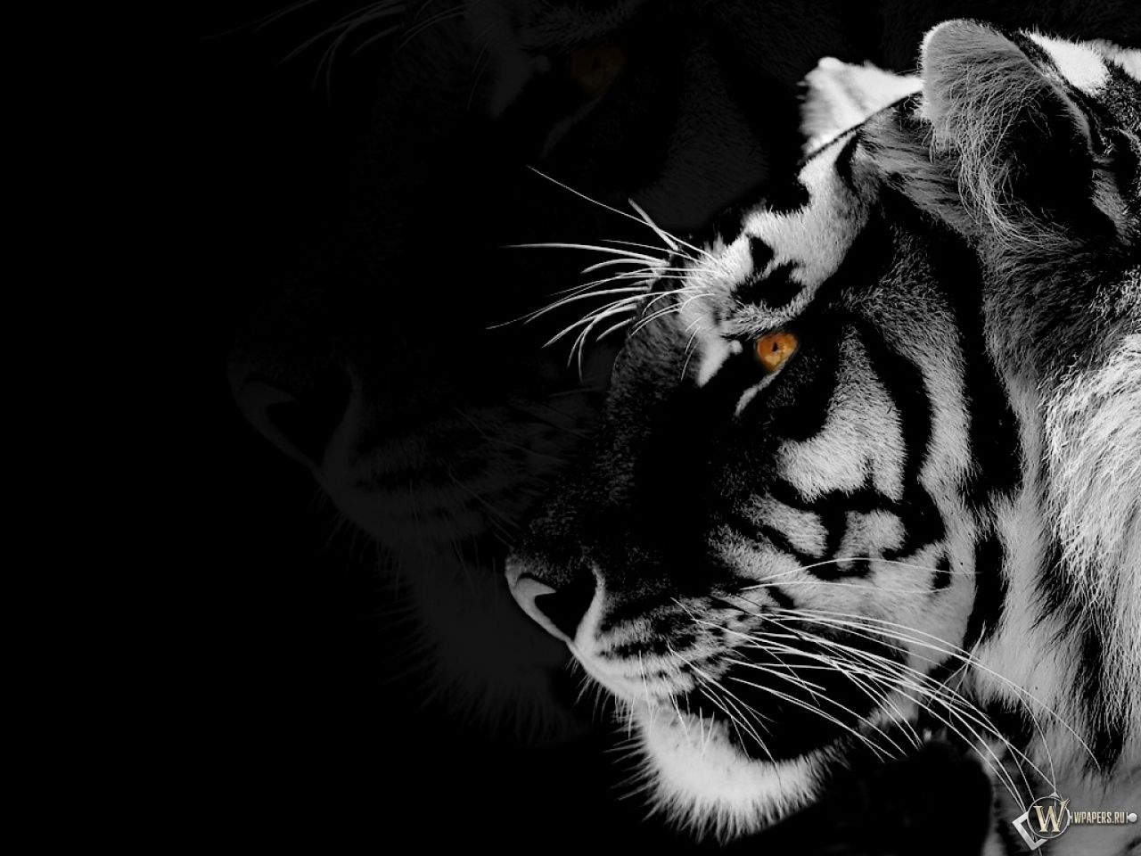 Ultra Hd Black Tiger Wallpaper - Tiger Black And White 3d , HD Wallpaper & Backgrounds