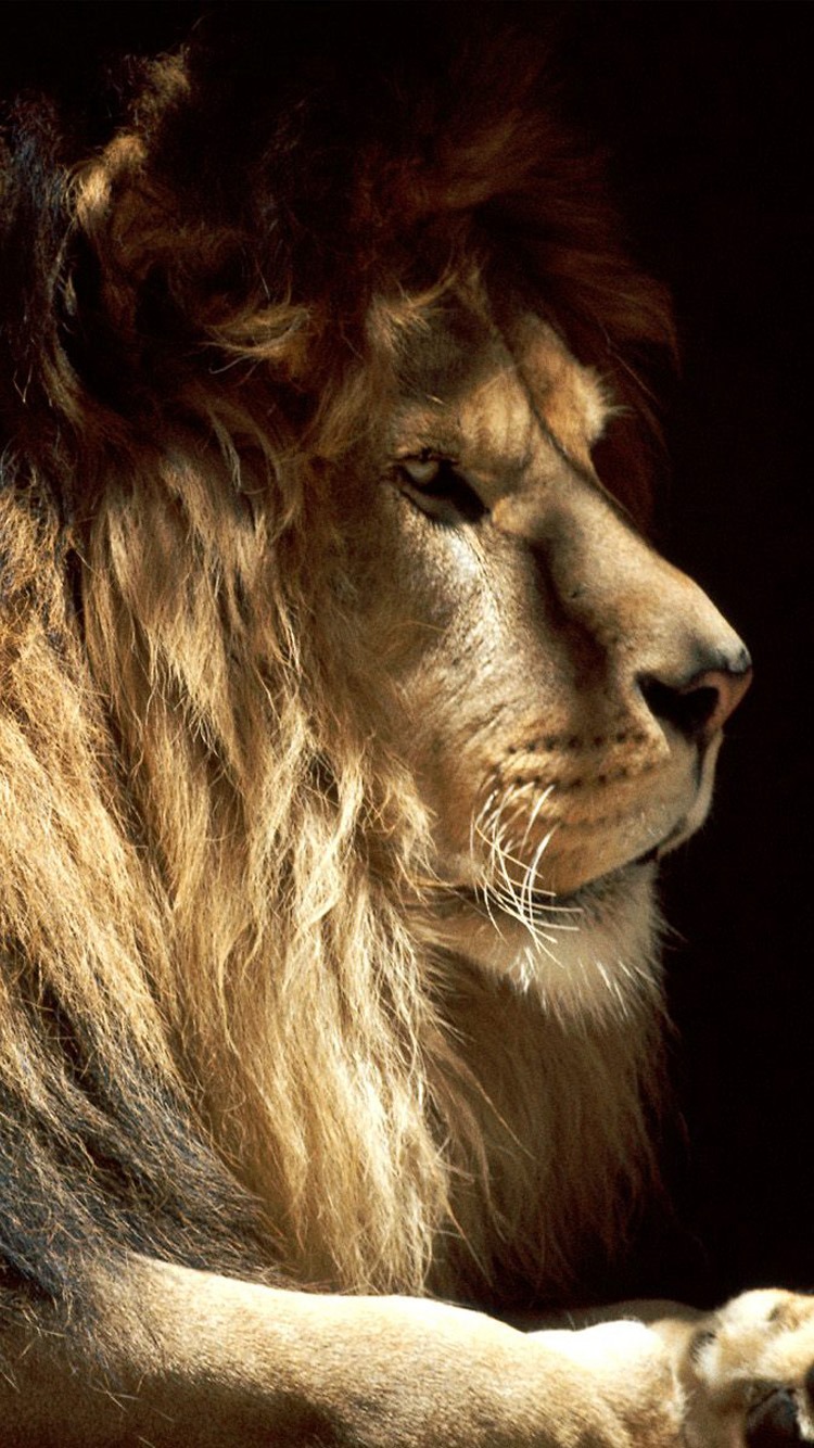 Iphone 6 Lion Wallpaper Hd , HD Wallpaper & Backgrounds