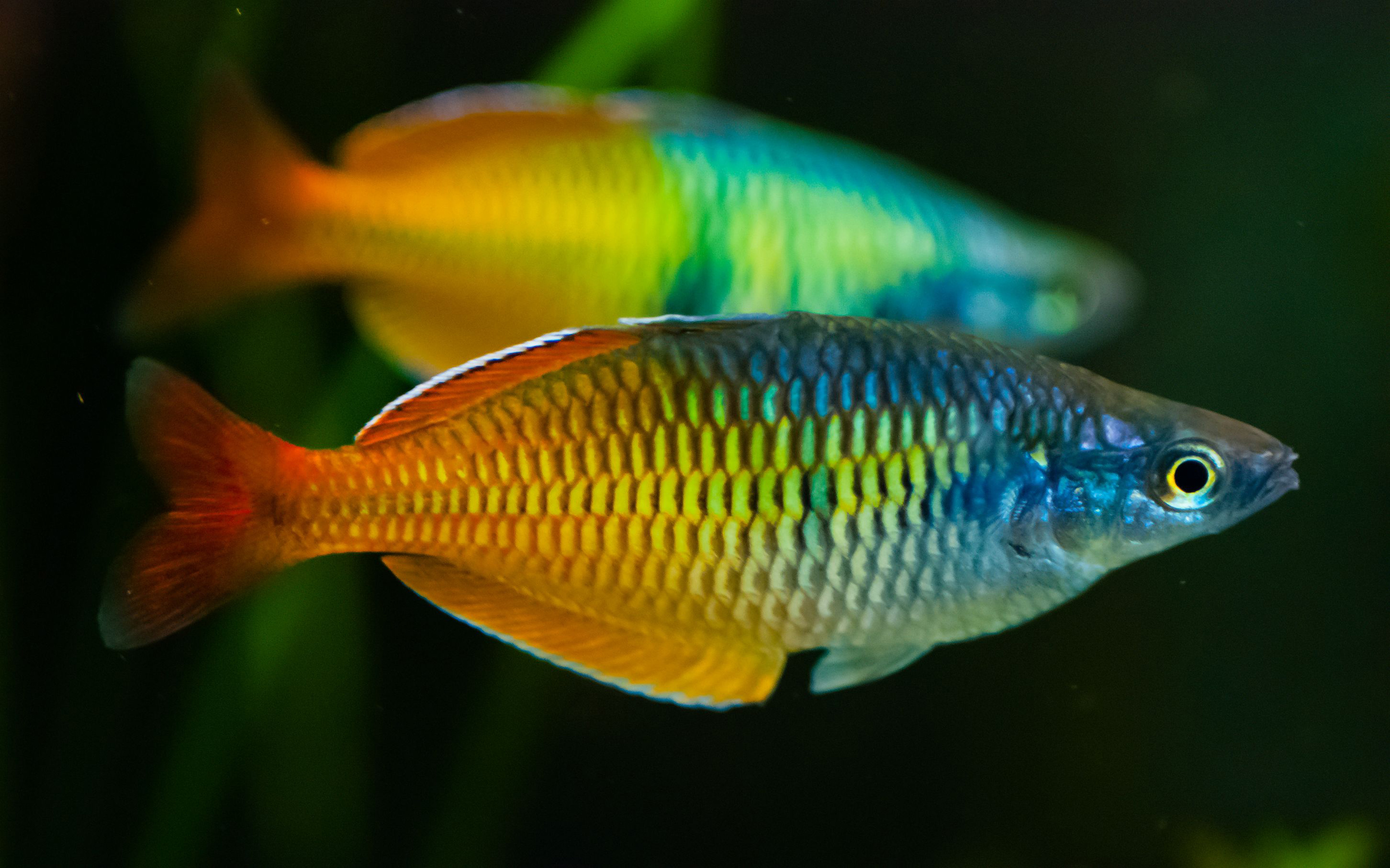 Rainbow Fish , HD Wallpaper & Backgrounds