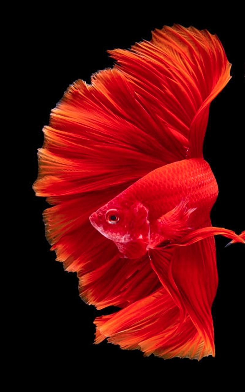 Hd Betta Fish Wallpapers For Android Apk Download - Betta Fish Wallpaper Hd , HD Wallpaper & Backgrounds
