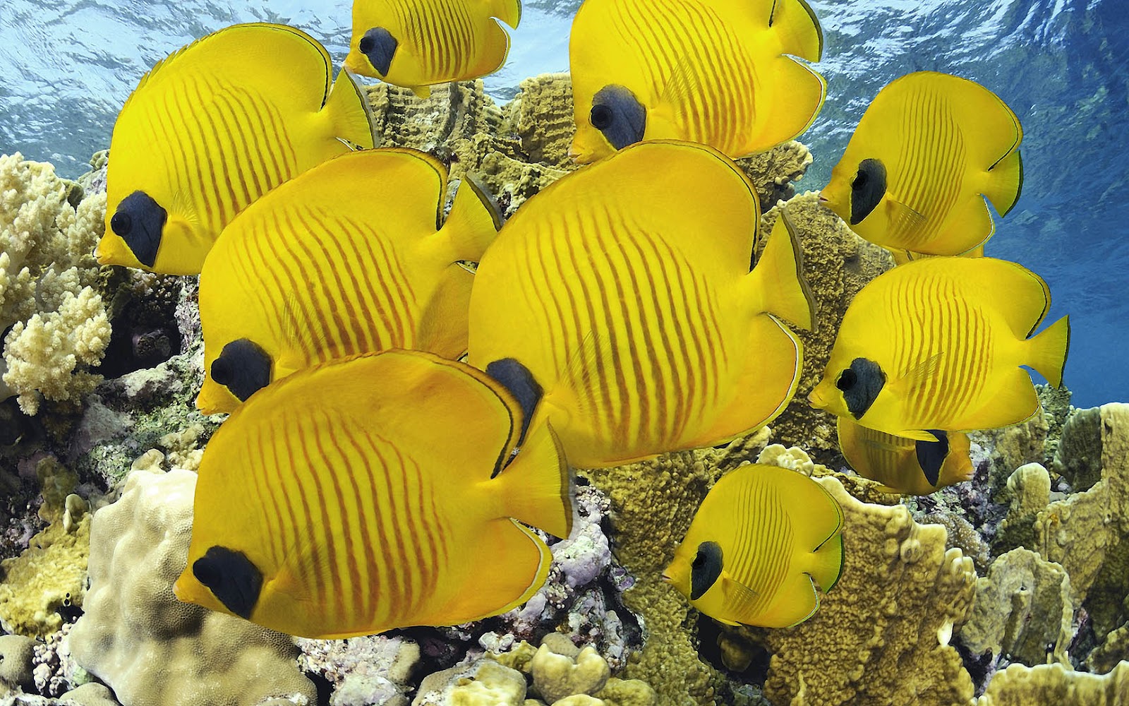 Group Of Tropical Fish , HD Wallpaper & Backgrounds